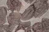 Ordovician Trilobite Mortality Plate (Pos/Neg) - Morocco #191315-1
